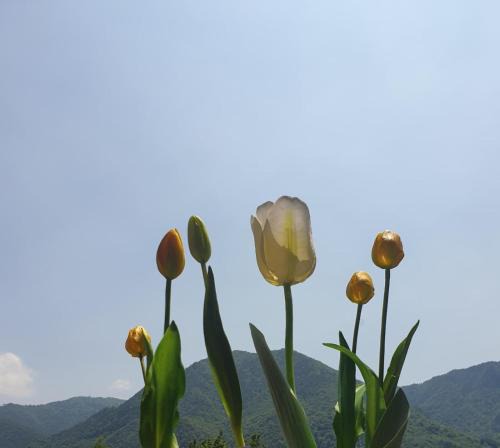 Pieve Vecchia Bed & Breakfast | B&B Tulipano