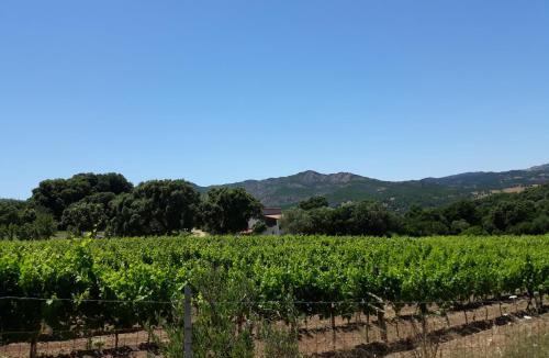 Sa Castanza House | Agriturismo Su Pirastru