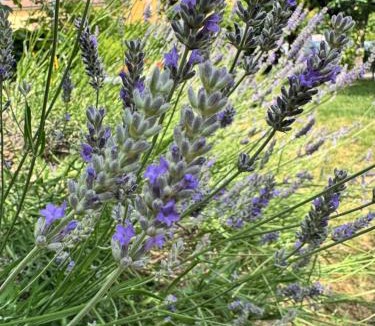 Madonna Dei Fornelli Bed & Breakfast | B&b Romani