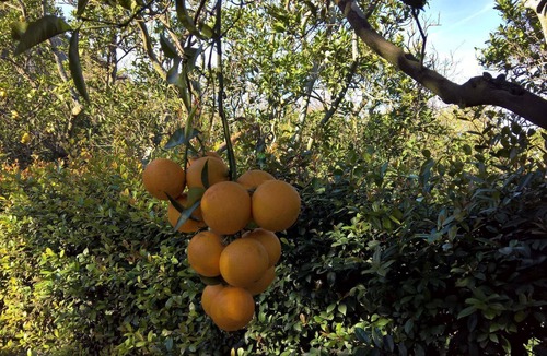 Sant'Agnello Apartment | Holiday apartment Sant'Agnello for 1 - 2 persons with 1 bedroom - Holiday apartment