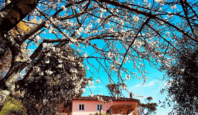 Apartment in farmhouse, nestled in olive grove, 15 minutes from Lucca
