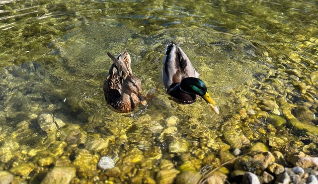 The Mallards
