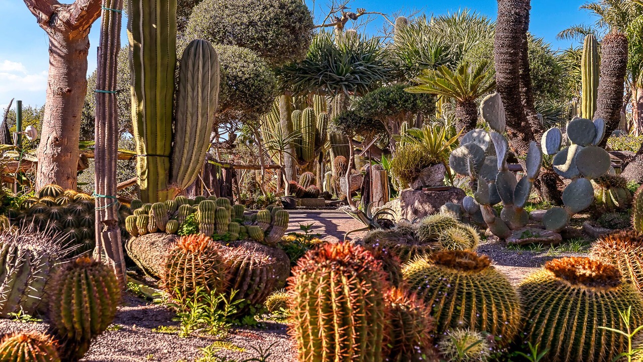 Photo of Outdoor in Forio