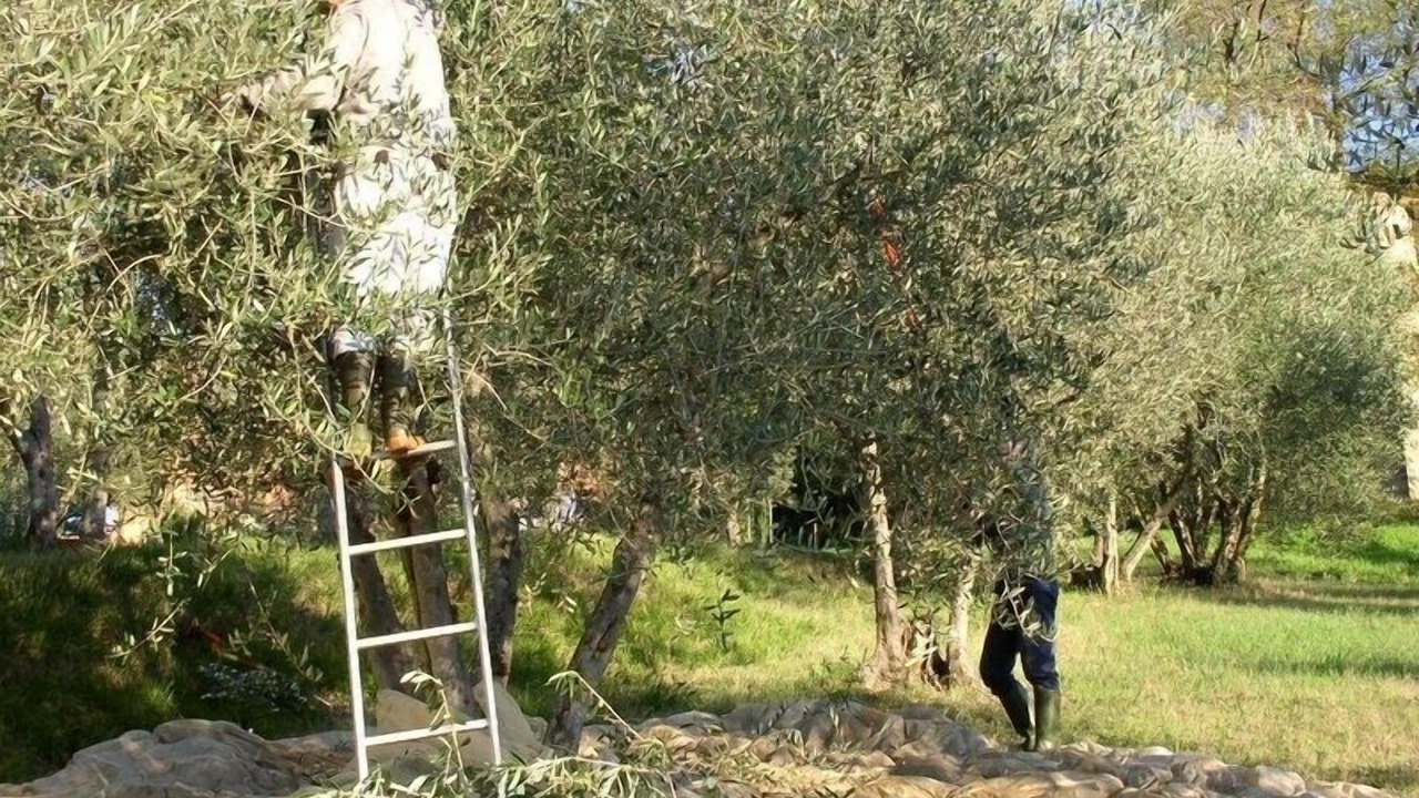 Photo of Others in San Casciano in Val di Pesa