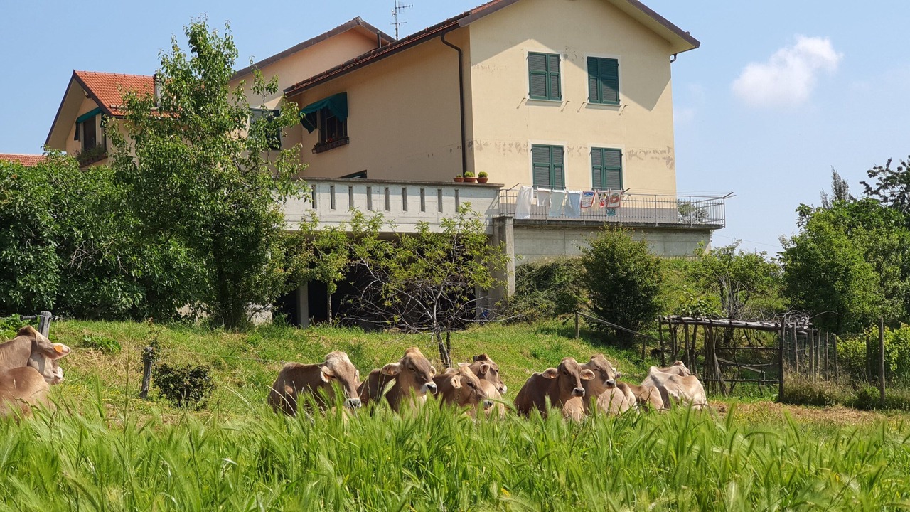 Photo of Others in Rossiglione