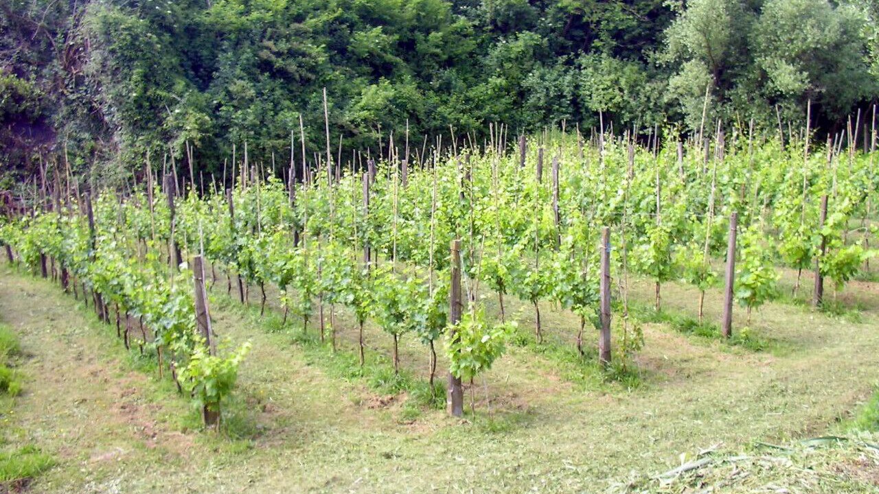 Photo of Others in Santo Stefano di Magra
